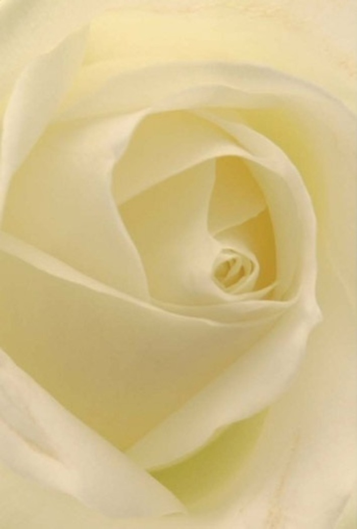 A close contemplation of this classic white rose draws attention to the remarkable interplay of softness and layered texture unfolding within each creamy petal. The spectrum of white and gentle cream morphs seamlessly throughout, reflecting the daylight that filters through Worcester Park's quiet terraces and beloved open spaces. Each petal, curved inwards in perfect spiral, exudes both tranquillity and sophistication, the whole composition radiating calm-an embodiment of the sincerity and care often sought in floral arrangements for weddings, apologies, or special gatherings. The bloom's spiralled core stands for purity and resilient strength, while subtle shading around the edges lifts the image with quiet dynamism. The impression left is one of subtle, clean fragrance-a reminder of new beginnings or heartfelt moments marked among KT4 families. In this rose, the masterful hand of Worcester Park Florist becomes evident, ensuring every bouquet for local delivery carries not just beauty, but also nuanced emotion and the spirit of thoughtful giving.